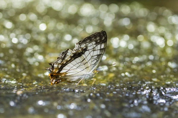 ortak harita kelebek