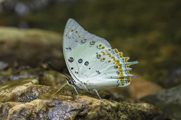 Jewell Papillon — Photo