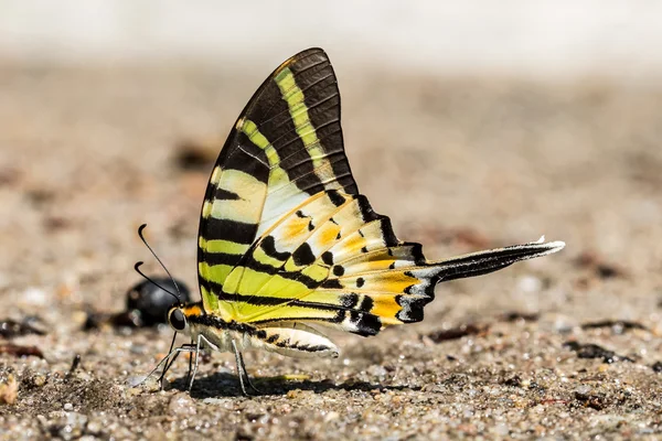 Le papillon Fivebar Swordtail — Photo