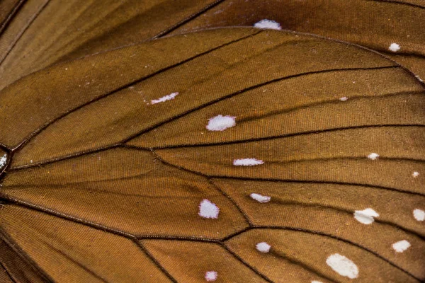 Photo macro d'une aile de papillon corbeau — Photo