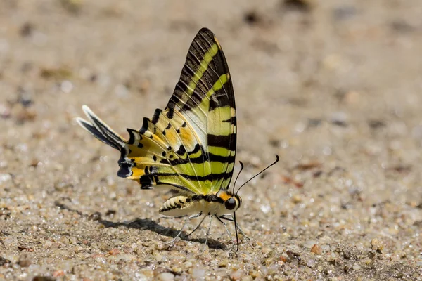 Fivebar Swordtail papillon — Photo