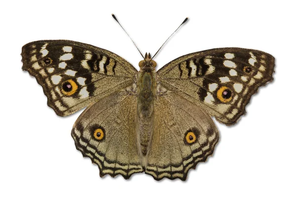 Lemon Pansy papillon — Photo