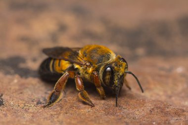 Maden için bal arı arama