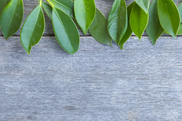 Yeşil yaprak eski ahşap üzerine