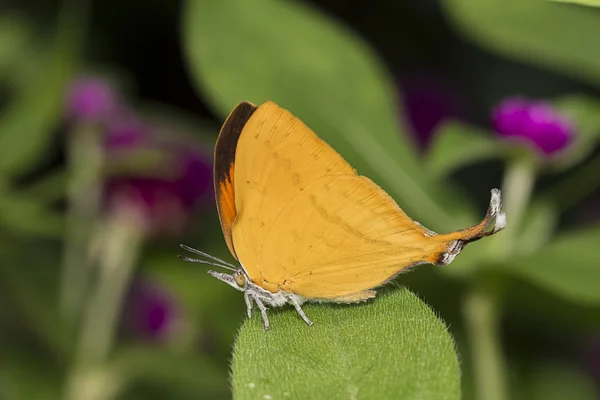 Ortak Yamfly kelebek