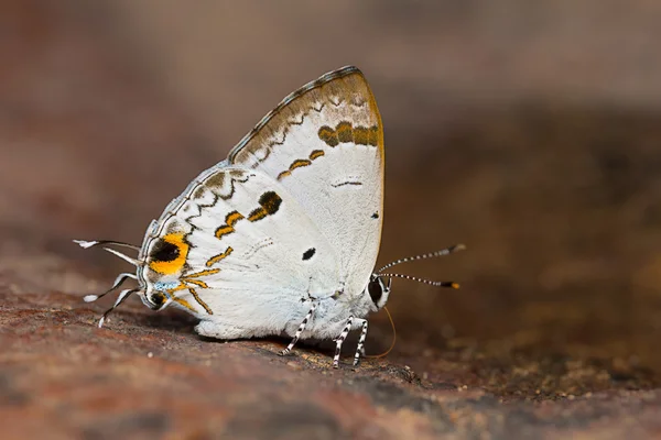 Orkide baştankara kelebek