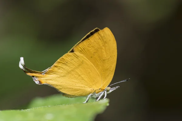 Papillon Yamfly commun — Photo