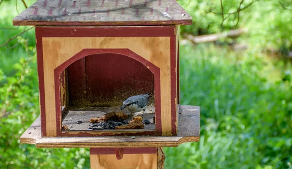 The bird feeder in the forest allows you to see the winged guests