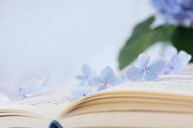 Ortanca (hortensiya), arka planda çözünmüş çiçekler bulunan açık bir kitap üzerinde çiçek. Sayfadaki bir çiçeğe odaklan. Kapat, boşluğu kopyala. 