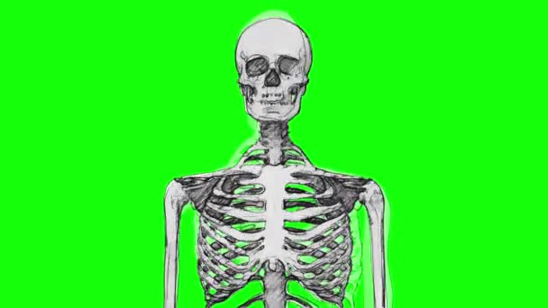 Людський Скелет Стилі Ручного Скетчу Зеленому Екрані — стокове відео