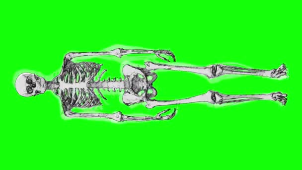 Esqueleto Humano Completo Pie Estilo Boceto Mano Una Pantalla Verde — Vídeo de stock