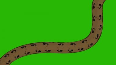 Yeraltı Tünelinde Siyah Karıncalar Yeşil Ekranda Kusursuz Döngü