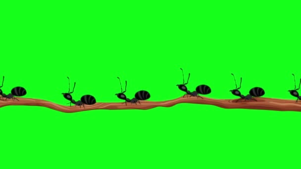 Black Ants Walking Branch Seamless Loop Green Screen — Stock video