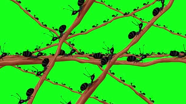Honderden Zwarte Mieren Wandelen Een Tak Naadloze Lus Groen Scherm — Stockvideo