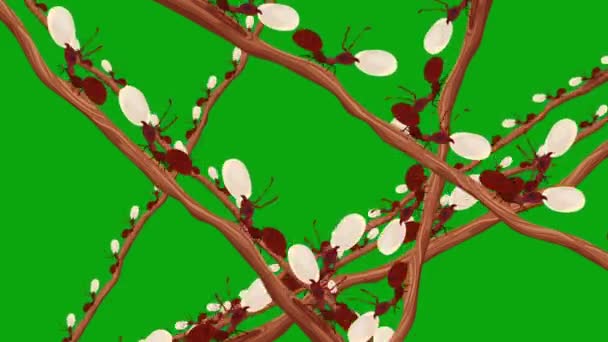 Formigas Castanhas Carregando Ovos Uma Filial Tela Verde Loop Sem — Vídeo de Stock