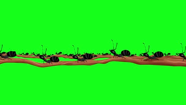 Muchas Hormigas Negras Llevando Hojas Una Rama Una Pantalla Verde — Vídeos de Stock