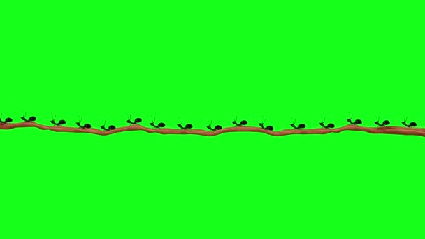 Pequenas Formigas Pretas Uma Filial Tela Verde Loop Sem Costura — Vídeo de Stock
