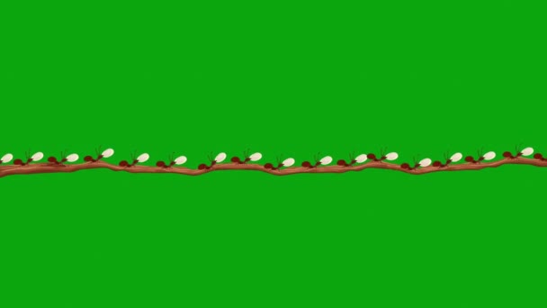 Small Brown Ants Carrying Eggs Branch Seamless Loop Green Screen — Stock Video