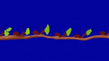 Yaprak Kesen Karıncalar Mavi Ekran 'da Yaprakları Dalda Taşır