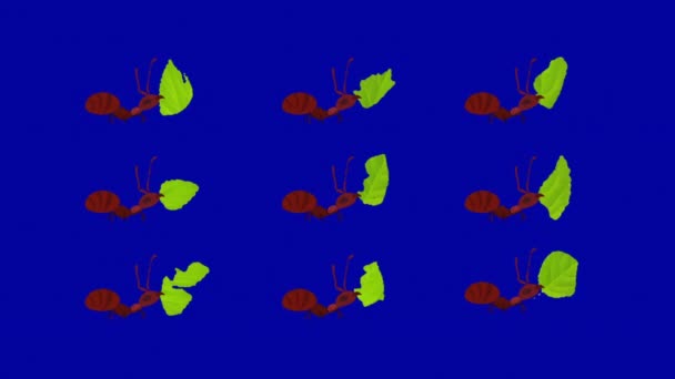 Formigas Cortadeiras Transportando Folhas Parafuso Azul Sem Costura — Vídeo de Stock