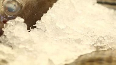 Yakın bir balık kafası ve diş