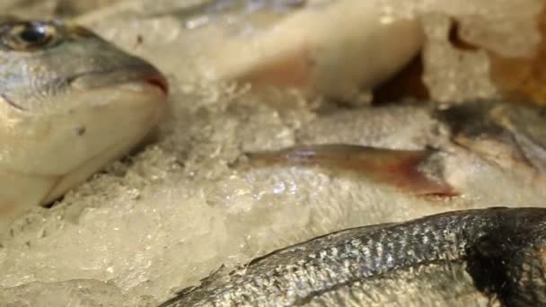 Frischer Fisch auf Eis — Stockvideo