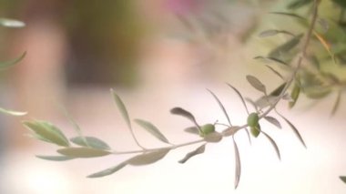 Zeytin ağacı Brunch İsrail yeşil zeytin ile