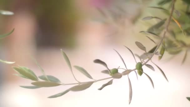 Olive Tree Brunch with Green Olives in Israel — Stock Video