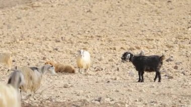 Çölde keçi ler sayılsa