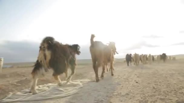 Rebanho de cabras caminhando no deserto — Vídeo de Stock