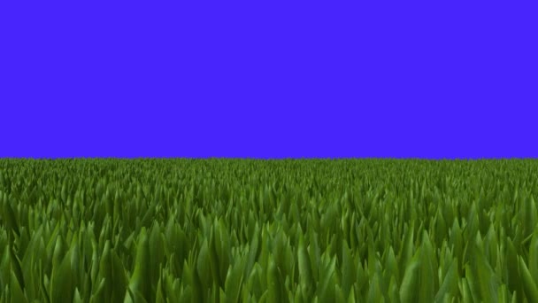 Wide Field of Green Grass Zoom In — Stock video