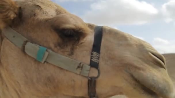 Cammello testa primo piano nel deserto — Video Stock