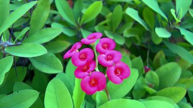 güzel bir mor çiçek