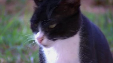 İhmal edilen Feral kedi sorduğun için yakın gıda