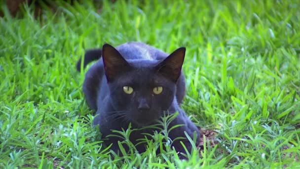 Черная феральная кошка, сидящая на грассе — стоковое видео