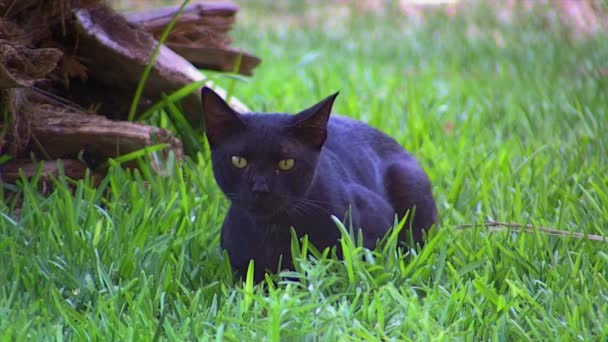 Schwarze Wildkatze sitzt auf dem Gras — Stockvideo