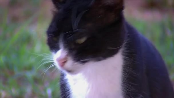 Elhanyagolt vadon macska kér élelmiszer közelről — Stock videók