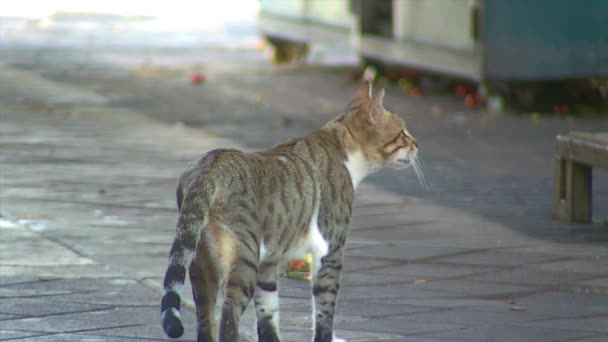 Дикая бродячая кошка, оглянись на камеру — стоковое видео