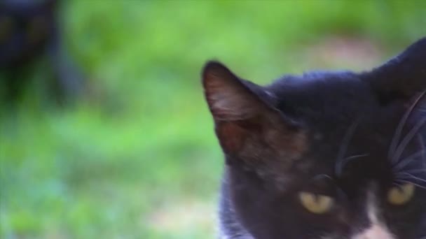 Stray Feral Cat Closing Up — стоковое видео