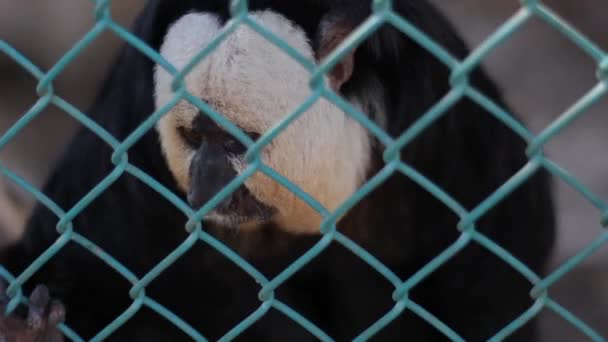 Саки Обезьяна за забором в своей клетке в Обезьяньем Убежище — стоковое видео