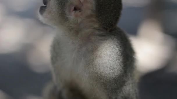 Squirrel Monkey Eating and Scratching — Stock Video