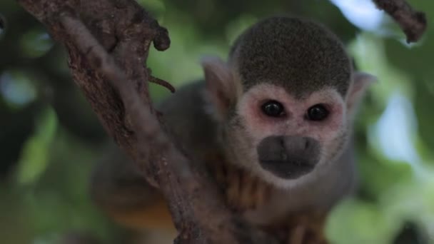 Eichhörnchen Affe sitzt auf einem Baum Brunch — Stockvideo