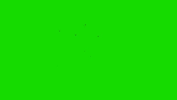 Swarm of Flying Insects on a Green Screen — Stock Video