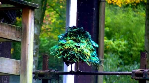 Vacker påfågel stående på en stolpe — Stockvideo