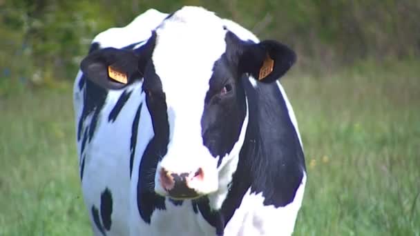 Young Calf Closeup in France — Stock Video