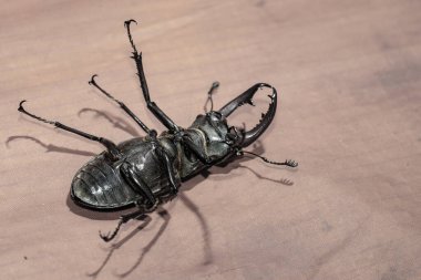 Ukrayna topraklarında yaşayan gergedan böceği