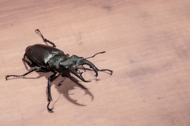 Ukrayna topraklarında yaşayan gergedan böceği