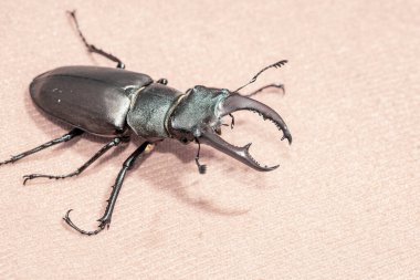 Ukrayna topraklarında yaşayan gergedan böceği