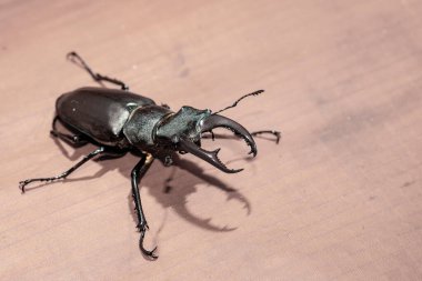 Ukrayna topraklarında yaşayan gergedan böceği