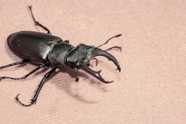 Ukrayna topraklarında yaşayan gergedan böceği